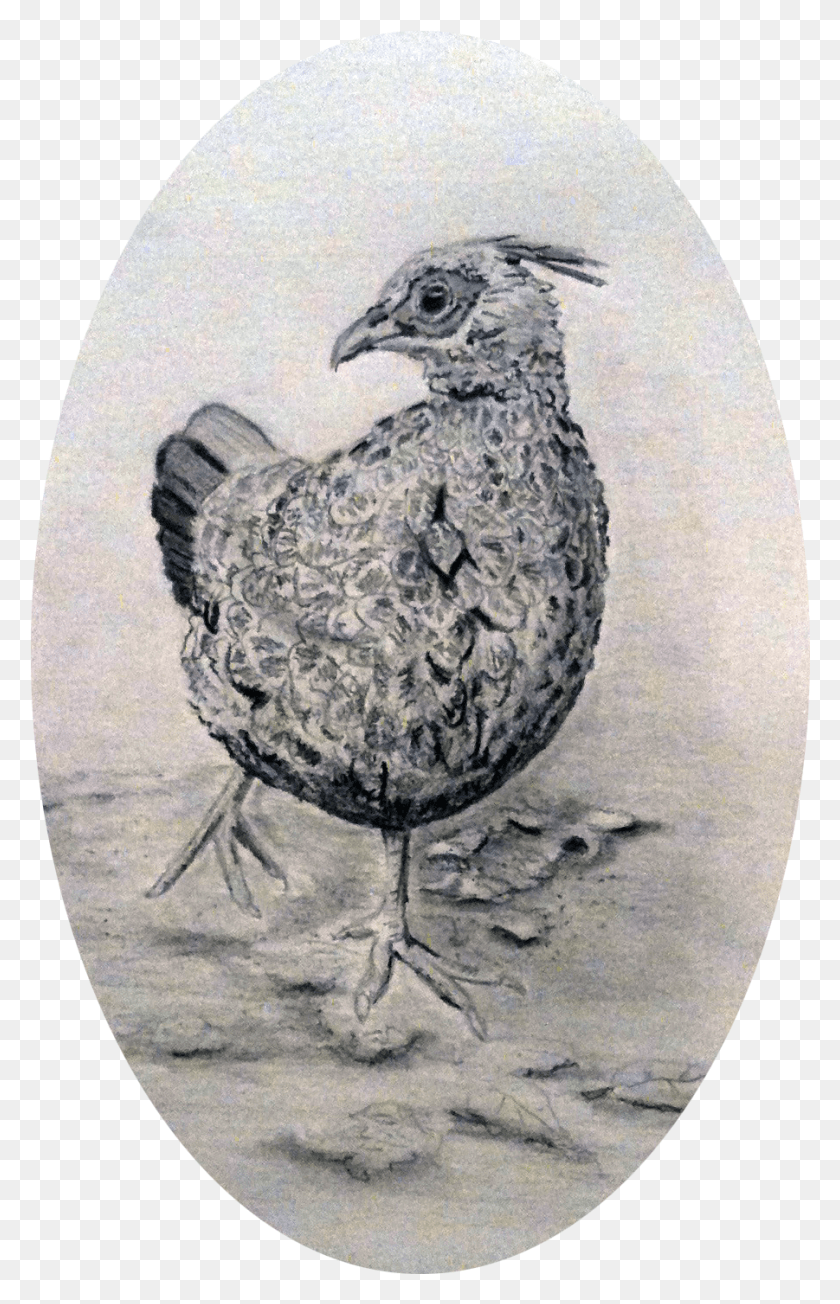 901x1438 Pheasant Pencil Drawing Ruffed Grouse, Bird, Animal HD PNG Download