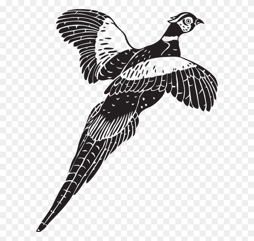 600x735 Pheasants Forever Black And White, Bird, Animal, Flying HD PNG Download