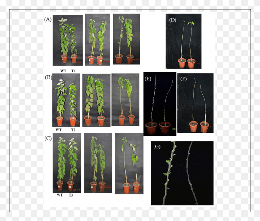 850x713 Phenotypic Characterization Of Transgenic Poplar Plants Conifer, Plant, Collage, Poster Descargar Hd Png