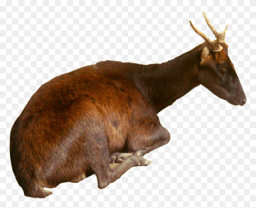 1216x971 Philippine Brown Deer Deer Philippine, Antelope, Wildlife, Mammal HD PNG Download