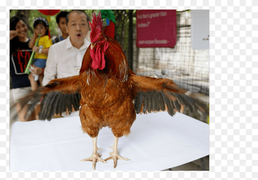 827x558 Philippine Zoo Launches Rooster Exhibition To Mark Turkey, Person, Human, Chicken HD PNG Download