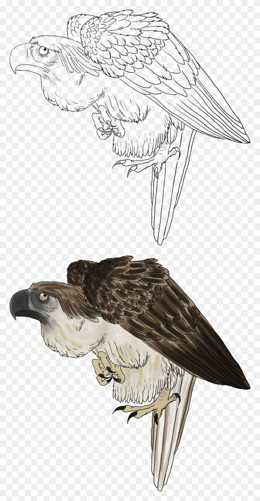 1010x2014 Phillipine Eagle Clipart Osprey, Bird, Animal, Vulture HD PNG Download