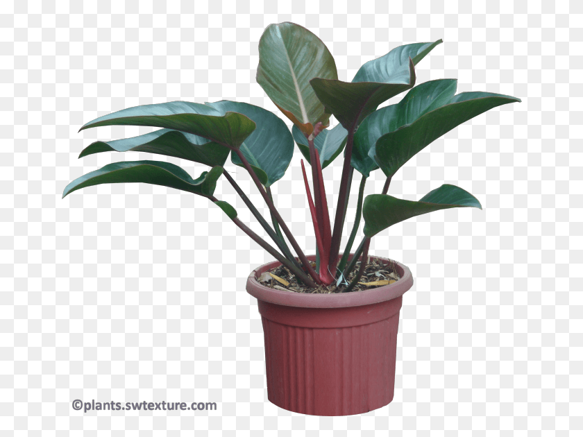 664x570 Descargar Png Philodendron 39 Red Congo 39 Png Planta Png