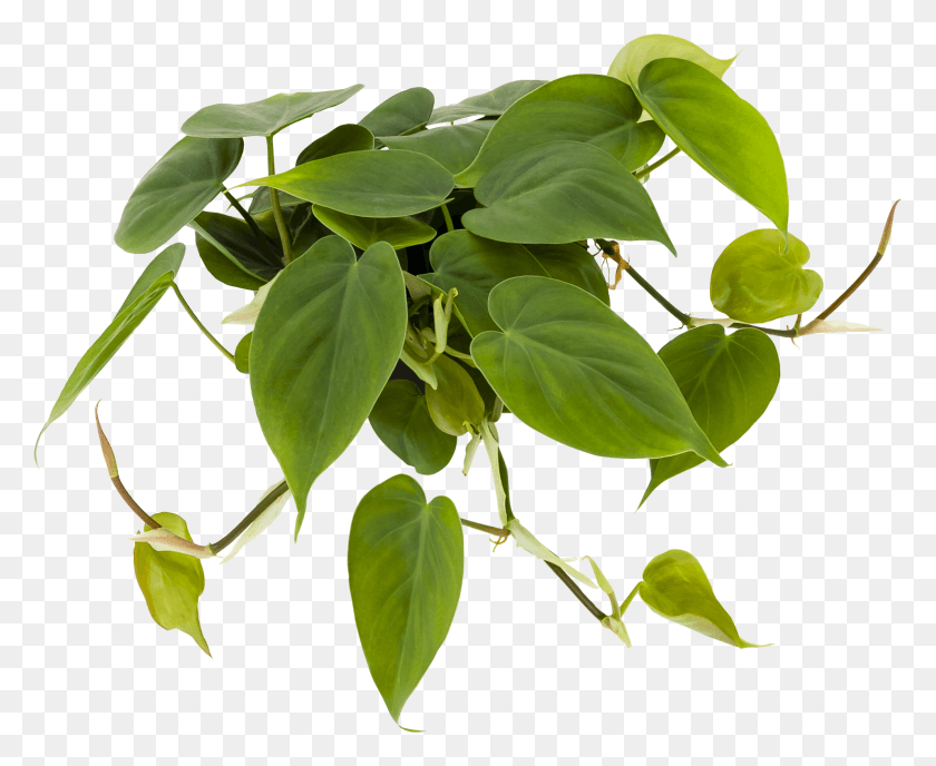 1916x1545 Philodendron 39scandens39 Philodendron, Leaf, Plant, Flower HD PNG Download