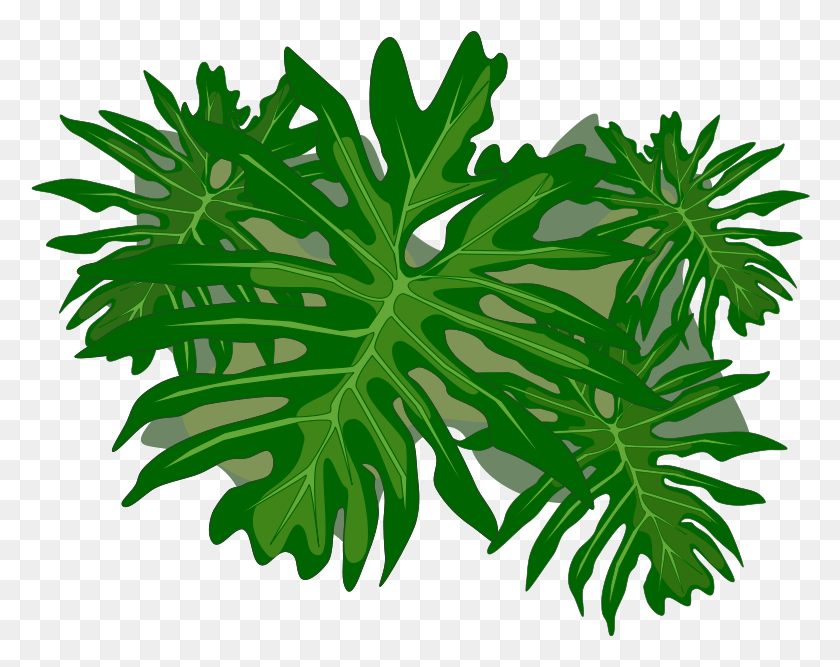 780x607 Philodendron Vector Png / Filodendro Hd Png