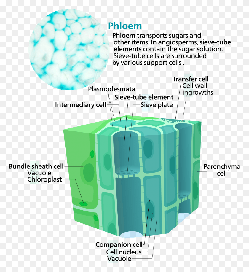 1940x2133 Phloem Cells Two Functions Of Phloem, Outdoors, Nature, Fuse HD PNG Download