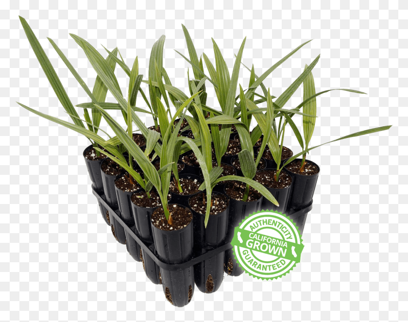 1205x933 Phoenix Agrotech Date Palm Torpedo Flowerpot, Plant, Potted Plant, Vase HD PNG Download