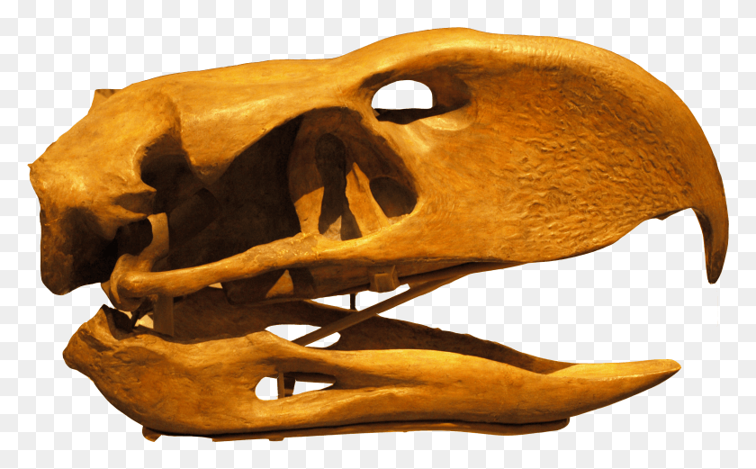 3172x1876 Descargar Png / Cráneo De Phorusrhacoslongissimus Hd Png