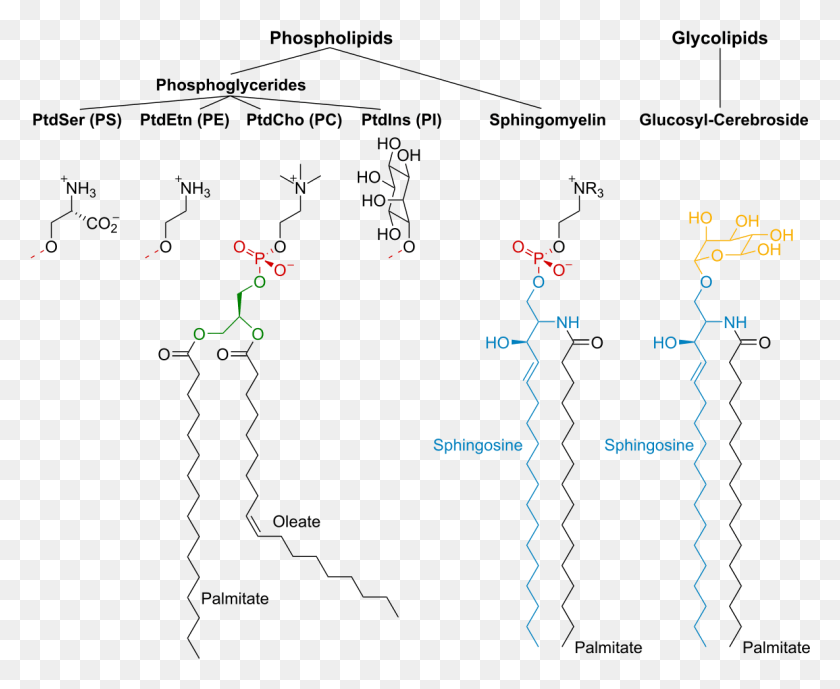 1185x956 Phosphatidylethanolamine Phosphatidylcholine, Plot, Outdoors, Diagram HD PNG Download