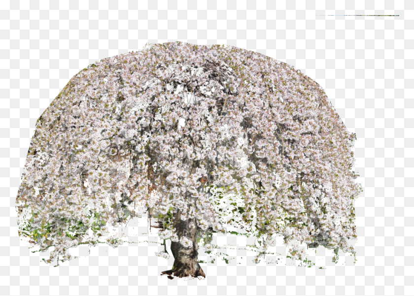 Photo, Plant, Flower, Blossom HD PNG Download