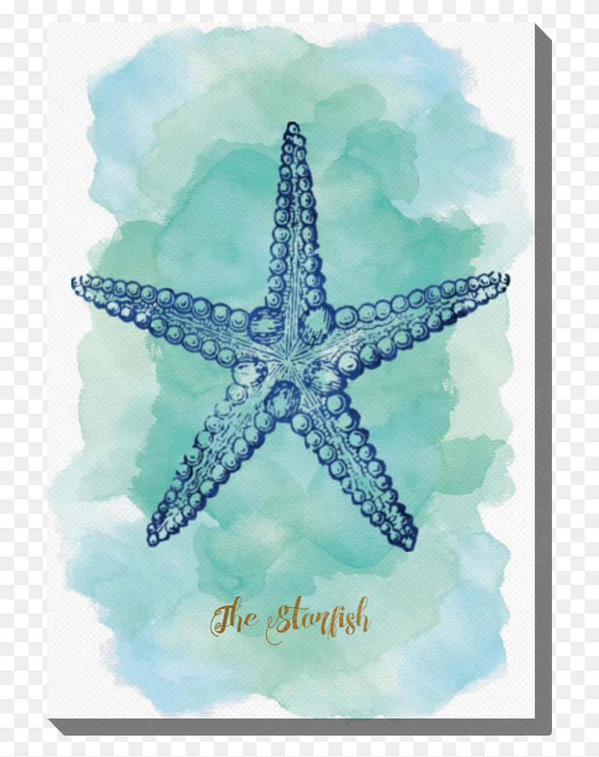 709x1001 Photo Canvas Cm Azul Estrella De Mar Sketsa Gambar Bintang Laut, Sea Life, Animal, Invertebrado Hd Png