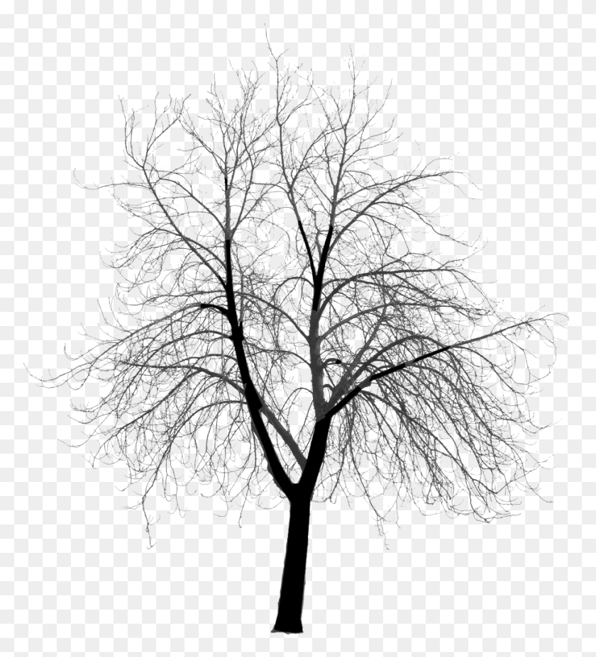 913x1016 Photo Clickhandler 2351 1 Tree Silhouette Scary, Plant, Tree, Nature HD PNG Download