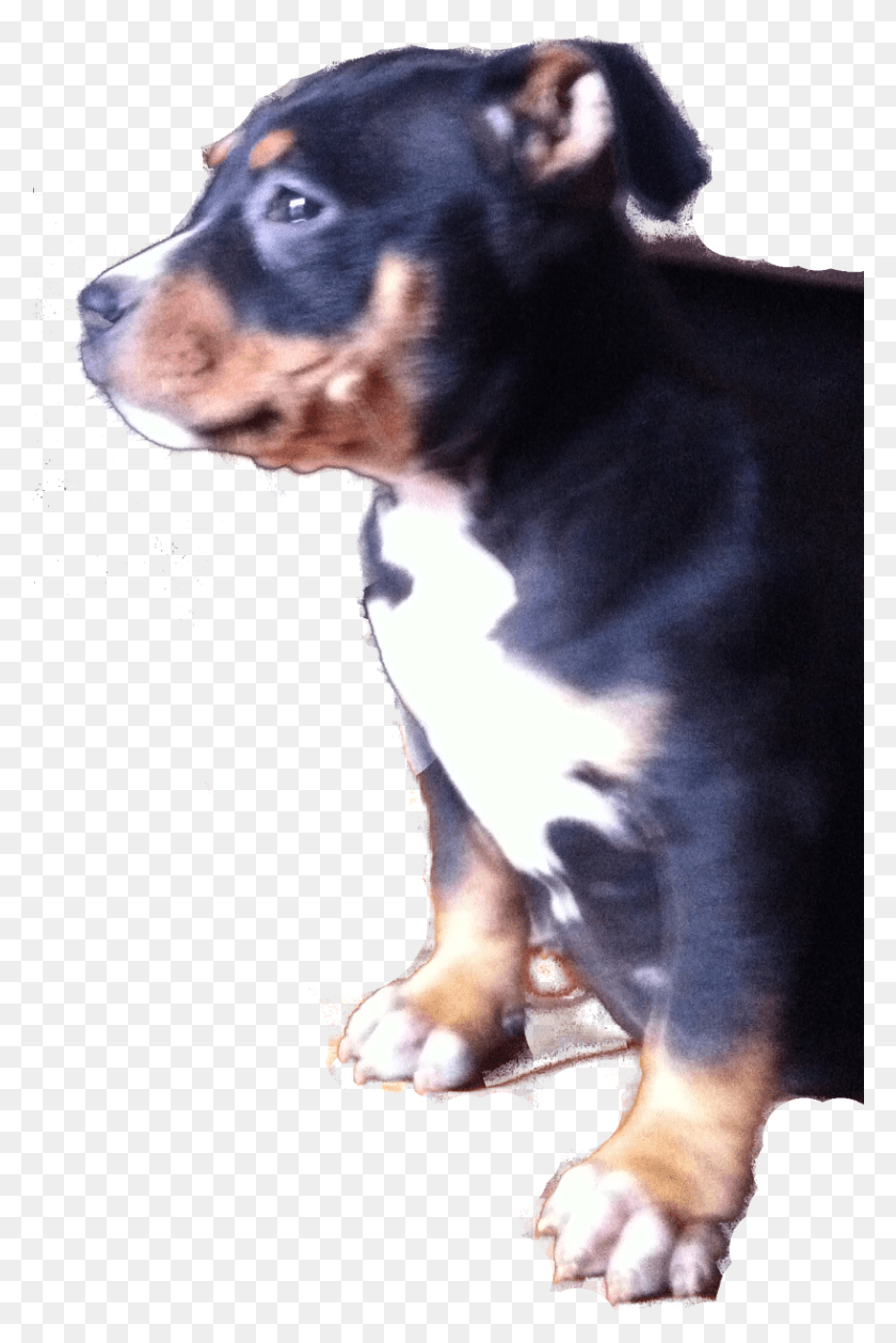 818x1257 Photo Companion Dog, Canine, Mammal, Animal HD PNG Download