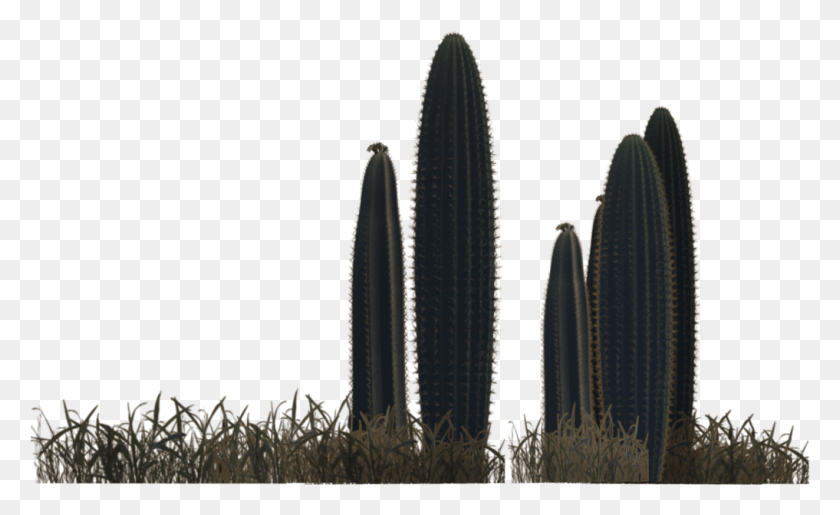 1017x594 Photo Desert Plants 6 By Wolverine041269 D5Ynbaa Растения В Пустыне, Растение, Кактус Hd Png Download