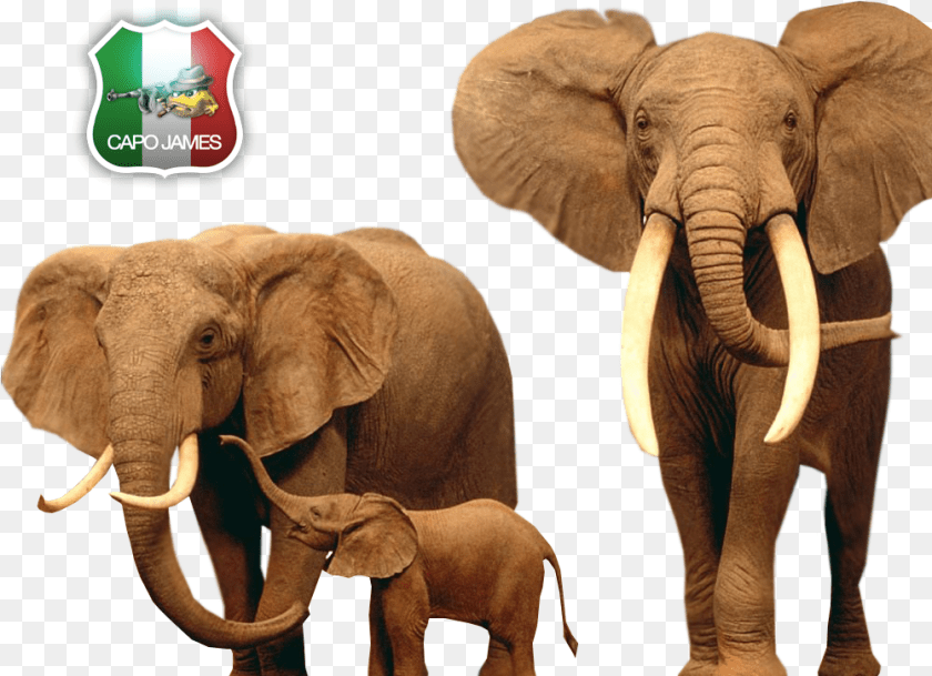 Photo Elephants Animal, Elephant, Mammal, Wildlife Transparent PNG