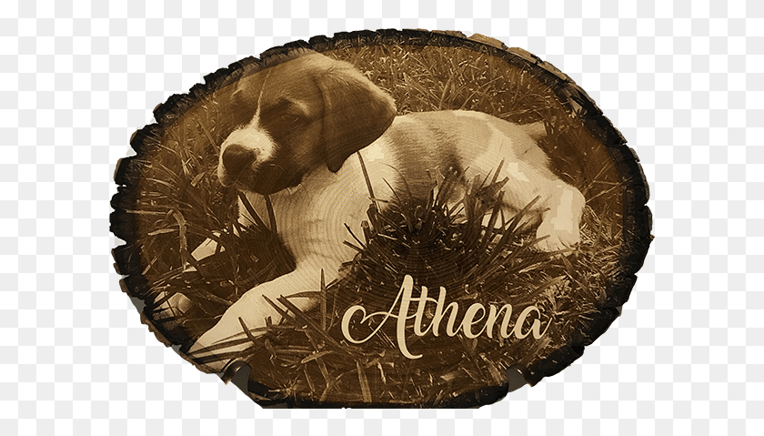601x419 Photo Engraved Wood Tree Slice Beagle, Animal, Mammal, Canine HD PNG Download