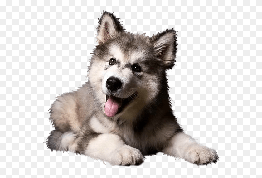 574x511 Perro, Perro, Mascota, Canino Hd Png