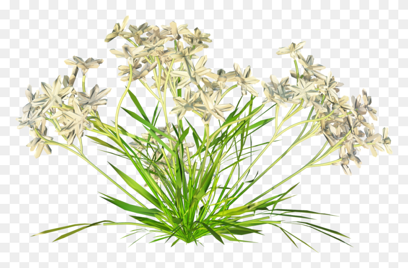 926x585 Photo Fjoubl 8 Grass, Plant, Flower, Blossom HD PNG Download