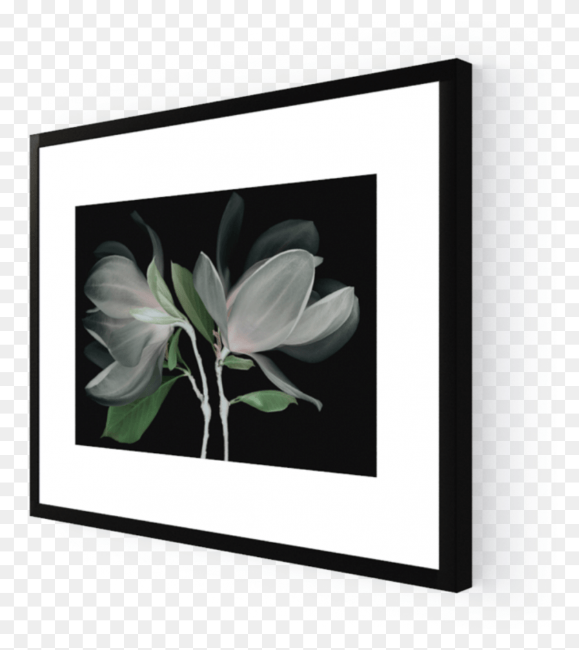 1178x1335 Photo Fleur De Magnolia Solomon39s Seal, Plant, Flower HD PNG Download