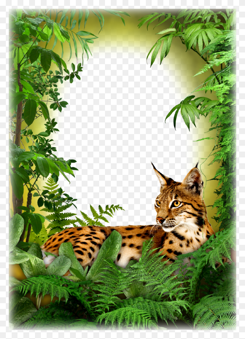 905x1280 Descargar Png Marco De Fotos Gato De La Selva Marco Del Libro De La Selva, La Vida Silvestre, Animal, Vegetación Hd Png
