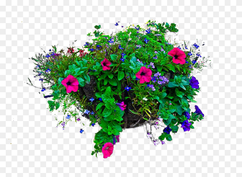 800x569 Photo Hanging Basket Of Flowers, Potted Plant, Plant, Vase HD PNG Download