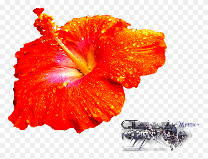 966x725 Photo Hibiscus Hawaiian Hibiscus, Plant, Flower, Blossom HD PNG Download