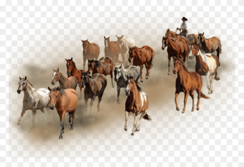 850x563 Photo Horses Herd, Animal, Horse, Mammal HD PNG Download