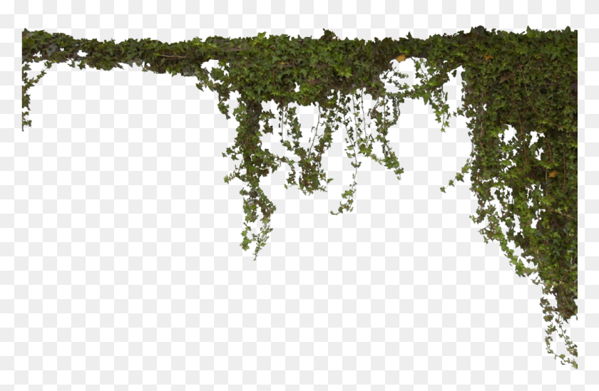 1024x642 Фото Ivy0062 3 М Лозы, Растение, Растительность, Дерево Hd Png Скачать