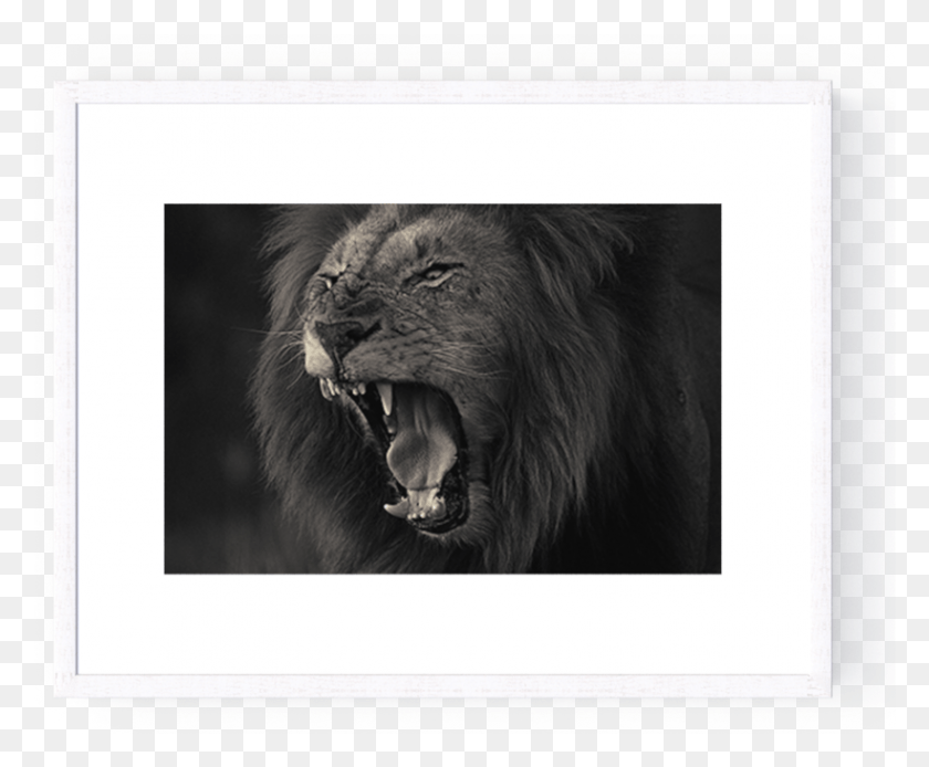 820x667 Photo Kruger Lion Masai Lion, Wildlife, Animal, Mammal HD PNG Download