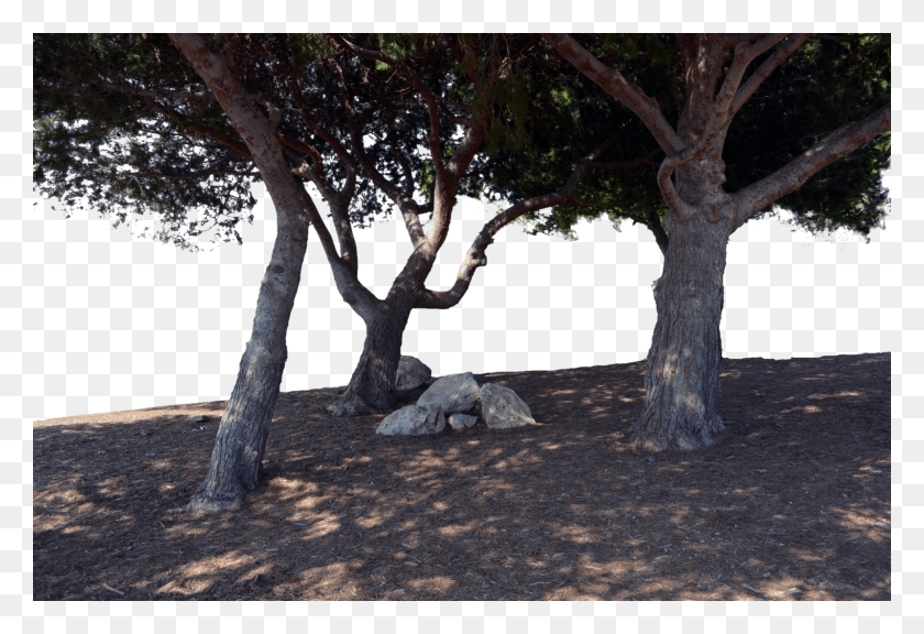 1600x1060 Photo Laptop Definition Pc Forest Photoshop, Tree, Plant, Tree Trunk HD PNG Download
