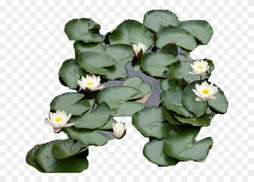 671x540 Фото Лилископия Кувшинка, Растение, Лилия, Цветок Hd Png Скачать