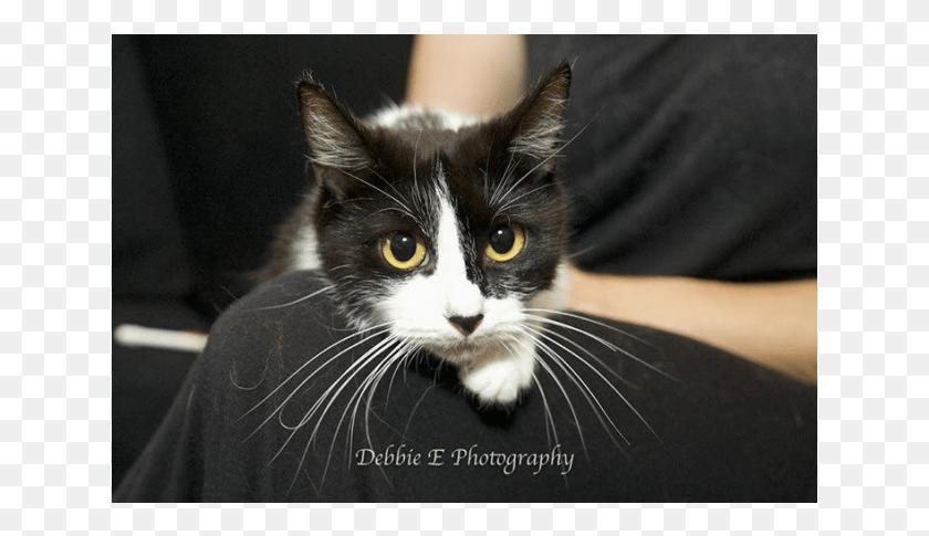 639x425 Photo Of Ac0638 Princess Poppy Domestic Short Haired Cat, Pet, Mammal, Animal HD PNG Download