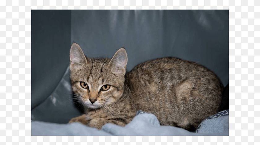 639x410 Photo Of Ak3354 Slinky Domestic Short Haired Cat, Abyssinian, Pet, Mammal HD PNG Download