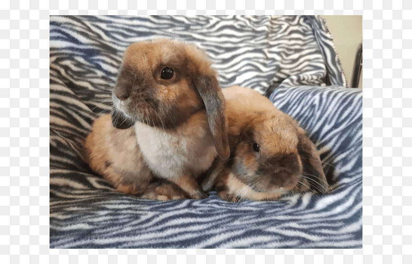 639x479 Photo Of Alvin And Thea Domestic Rabbit, Pillow, Cushion, Dog HD PNG Download