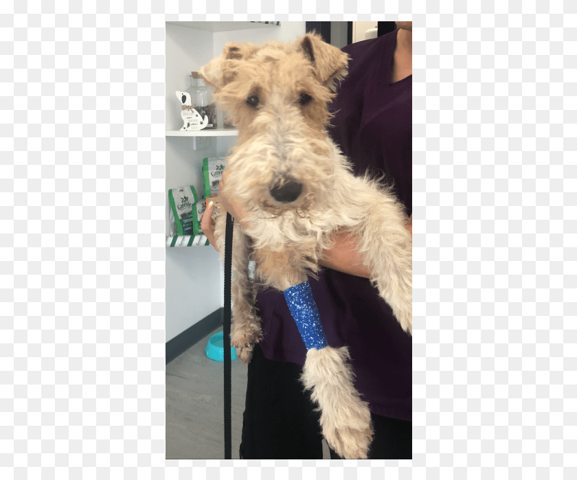 360x639 Photo Of Barney Wire Hair Fox Terrier, Dog, Pet, Canine HD PNG Download