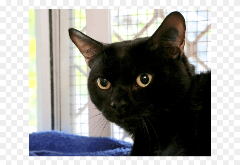 639x516 Photo Of Castiel Black Cat, Cat, Pet, Mammal HD PNG Download