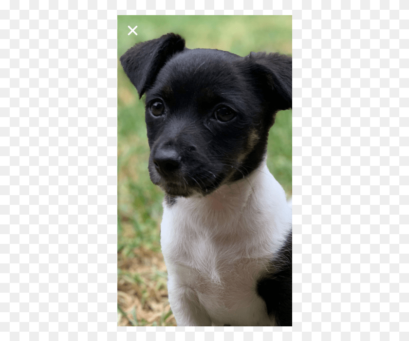 360x639 Фото Чилийского Фокстерьера Fanta, Собака, Домашнее Животное, Собак Hd Png Скачать