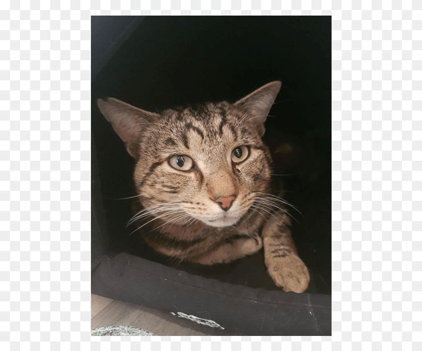 480x639 Photo Of Harry Meet Me At Neko Hq In Preston Domestic Short Haired Cat, Abyssinian, Pet, Mammal HD PNG Download