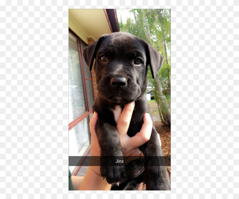 360x639 Photo Of Jinx Labrador Retriever, Dog, Pet, Canine HD PNG Download