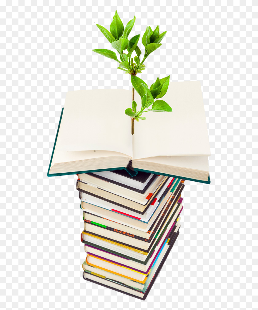 537x947 Photo Of Plant Growing From A Stack Of Books International Energy Conservation Day, Book, Novel, Text HD PNG Download
