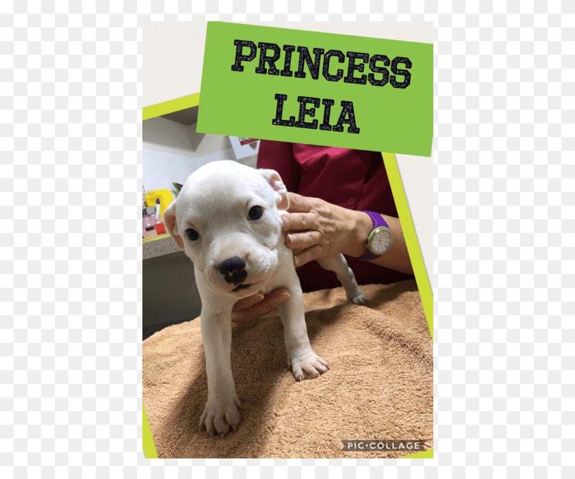 426x639 Photo Of Princess Leia Dogo Guatemalteco, Perro, Mascota, Canino Hd Png