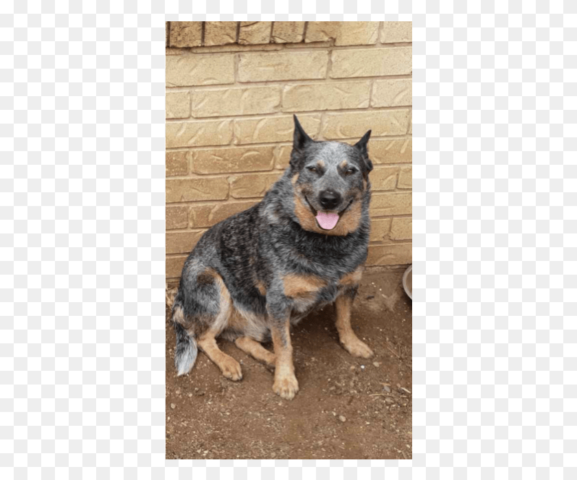 360x639 Photo Of Rambo Cattle Dog Old German Shepherd Dog, Pet, Canine, Animal HD PNG Download