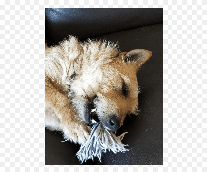 480x639 Photo Of Shaggy Companion Dog, Mascota, Canino, Animal Hd Png