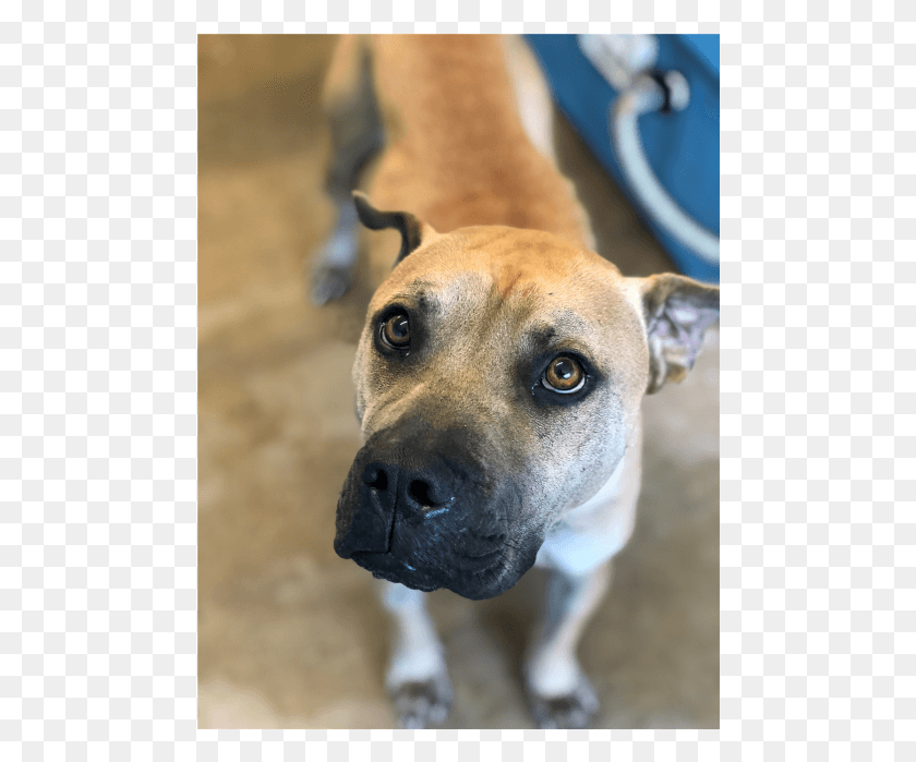 480x639 Photo Of Sharpie Companion Dog, Mascota, Canino, Animal Hd Png