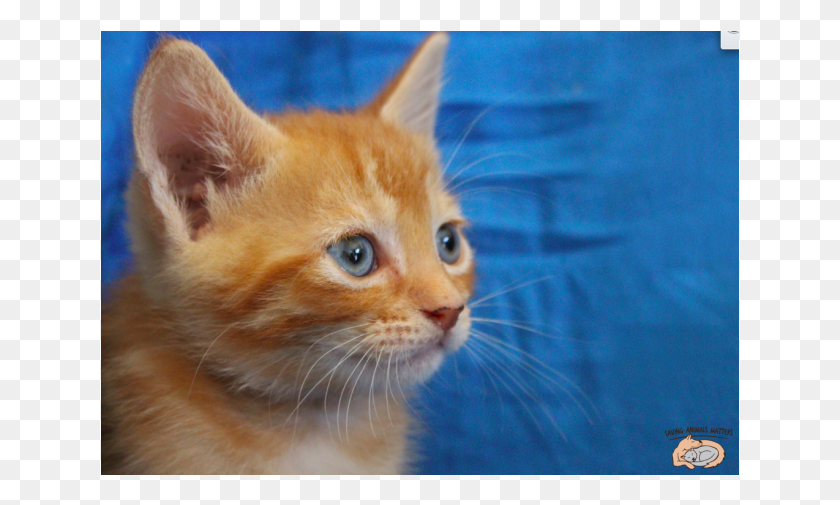 639x445 Photo Of Whiskers Sk2969 Kitten, Cat, Pet, Mammal HD PNG Download