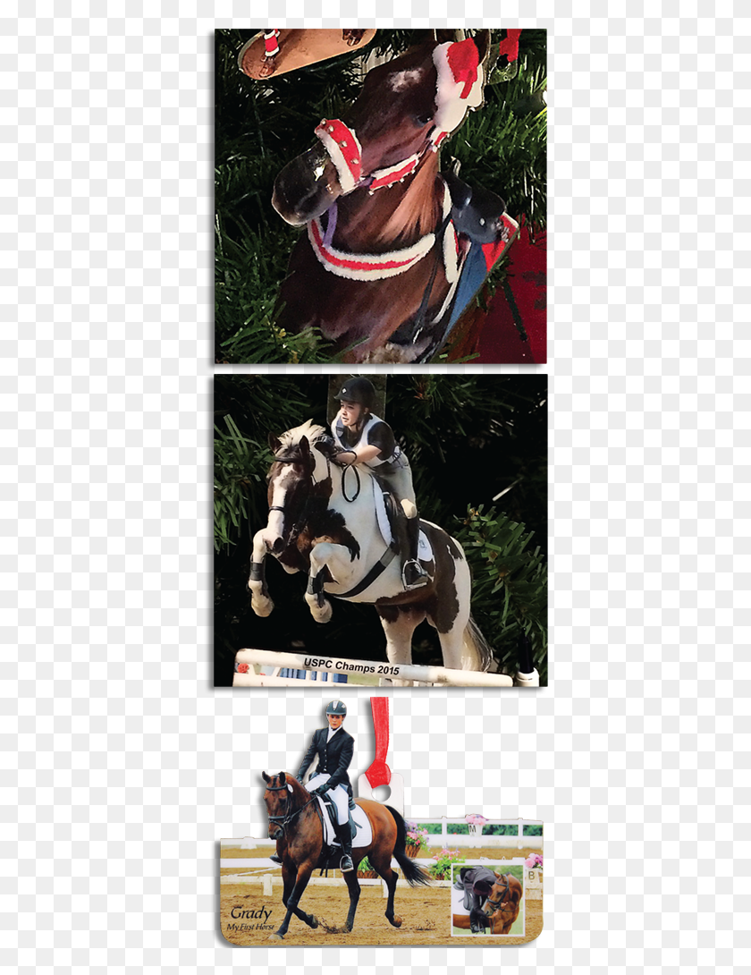 386x1030 Photo Ornaments Equitation, Horse, Mammal, Animal HD PNG Download