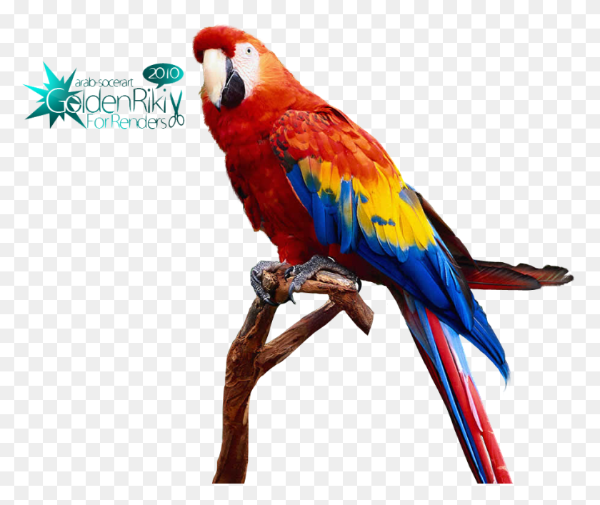 920x764 Photo Parrot Teorex Photoscissors, Bird, Animal, Macaw HD PNG Download