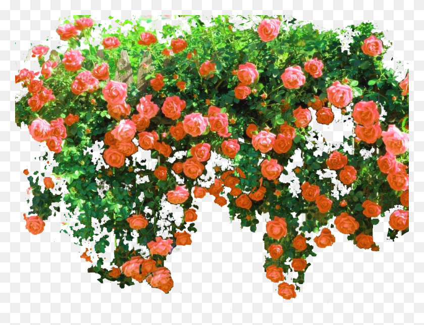 1022x766 Фото Pinkrosefence 1 Лозы И Цветы, Герань, Цветок, Растение Hd Png Скачать