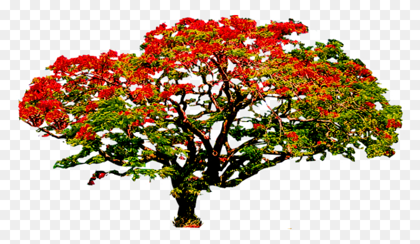 819x450 Фотография Poinciana3 Zpsay93Z9Di Royal Poinciana Tree, Plant, Leaf, Maple Hd Png Download