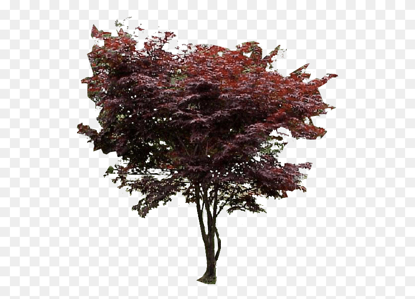 531x546 Photo Red Japanese Maple1 Japanese Red Maple, Tree, Plant, Potted Plant HD PNG Download